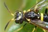 Allantus viennensis